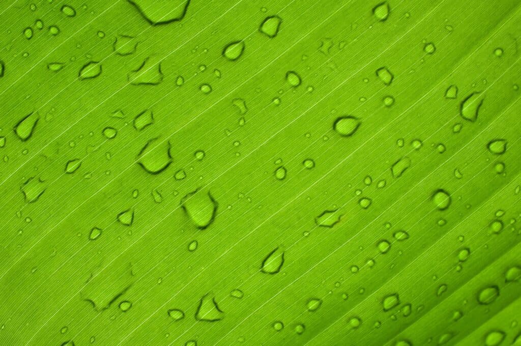 water drops leaf